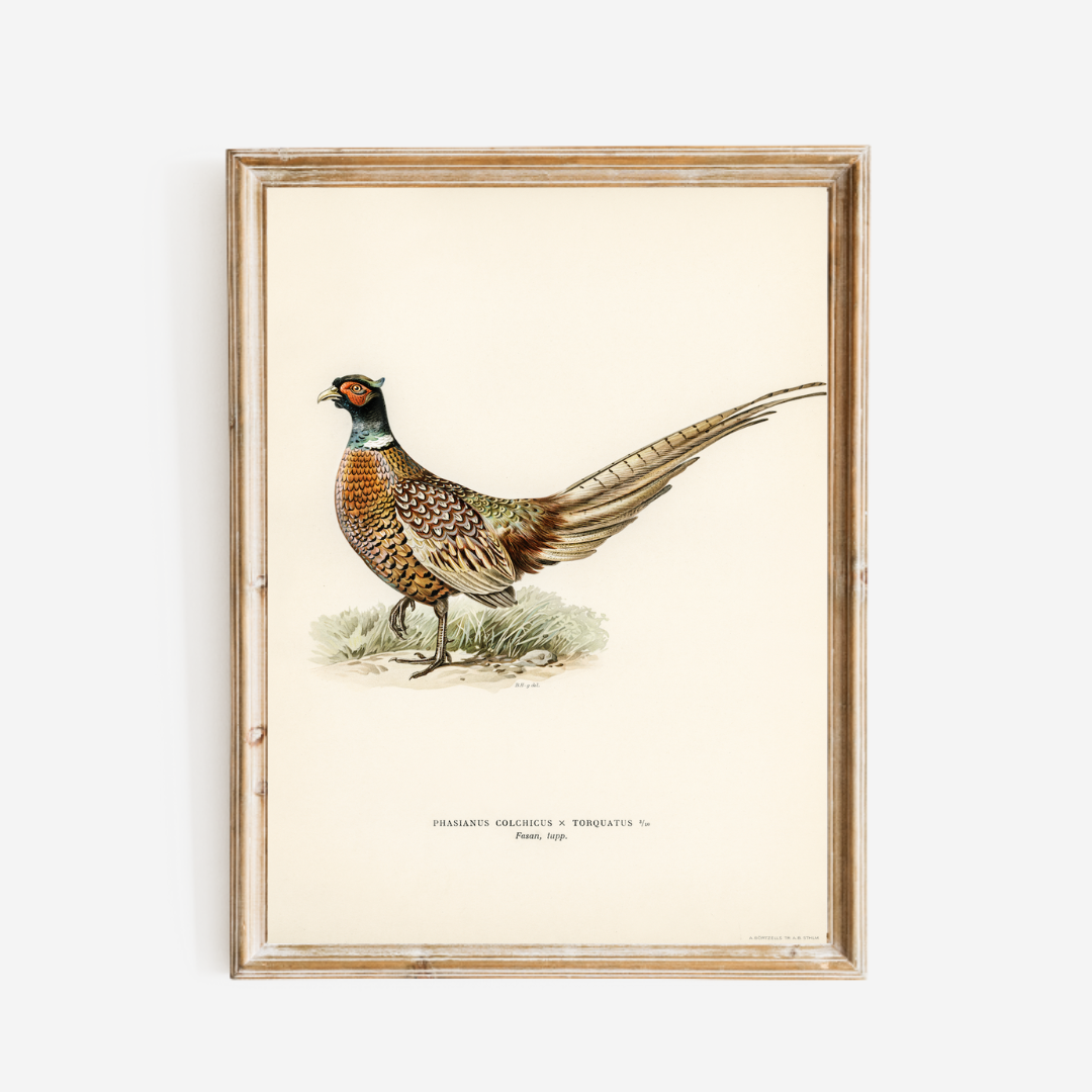 Pheasant Antique Art Print