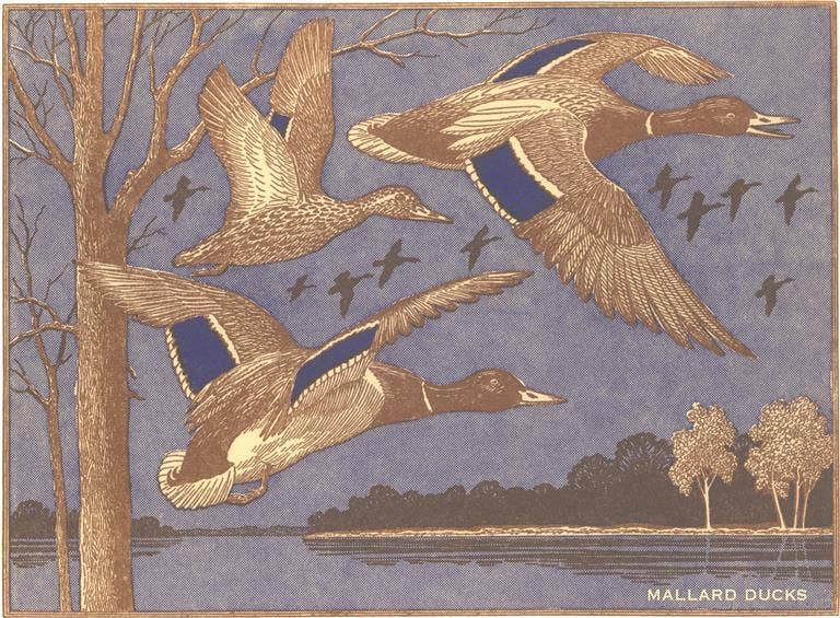 Magnet WD-43 Mallard Ducks