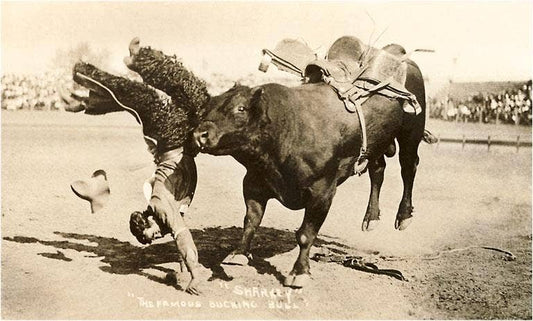 Art Print CB-71 Bull Throwing Rodeo Rider