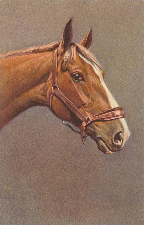 Art Print EQ-22 Brown Horse