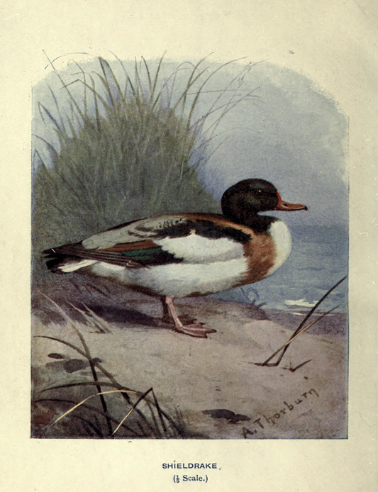 Wild Duck Antique Print